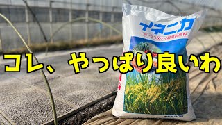 【イネニカ到着!!】早速ネギ苗に撒いてみた！これはメッチャ良いかも！？