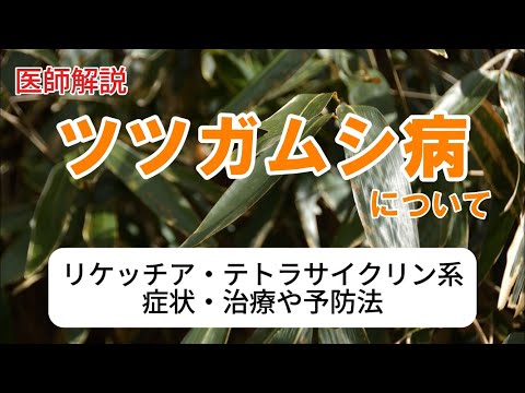 【実は怖い】ツツガムシ病の症状や見分け方、治療法、予防法などを医師が解説します