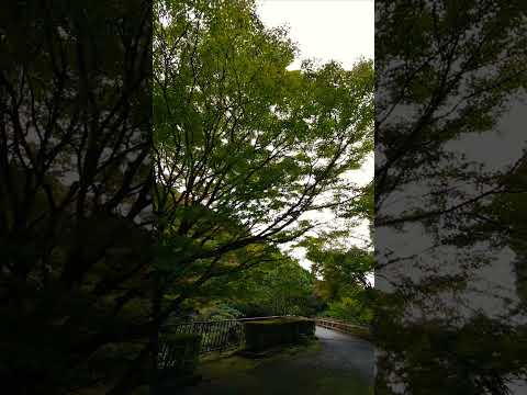 【癒し動画】熊本県菊池市　菊池溪谷　　#村下孝蔵　##shorts