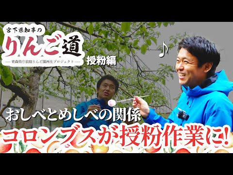 #40 宮下県知事のりんご道～授粉編～思いを込めて授粉しました。青森県知事 宮下宗一郎