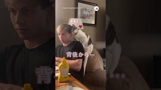 嬉しいプレゼント♡｜PECO #三毛猫 #猫 #愛猫家 #猫動画 #猫のいる暮らし #calicocat #calico #cat #catlover #catvideos #catlife