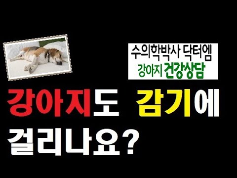 강아지도 감기에 걸리나요?