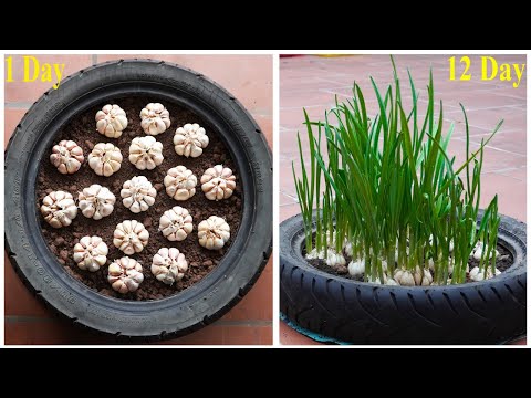 Useful Tips & Tricks Propagating Growing Garlic on Balconies at Home for Beginners