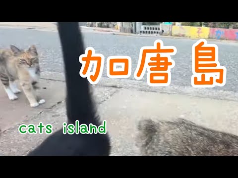 可愛いやつら　Cute guys【加唐島】【夏休み2024】【猫島巡り】