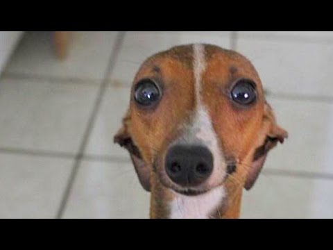 Dogs Just Don't Want to Bath Compilation NEW