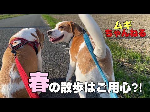 【ビーグル】春の散歩はご用心