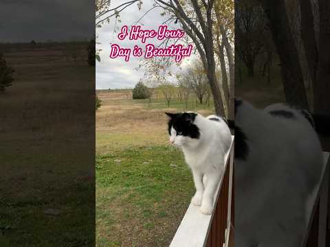 💜 #catshorts #catvideos #texas #countrylife #precious #orangecat #toebeans #catlovers #blackcat