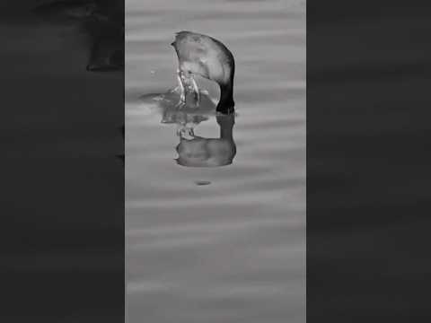 #diving bird#birds ❤#shorts #yt #viral #trending #shortsfeed #tamil #ytshorts #music #love