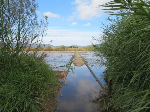 日本一川面に近い？島村橋（20231123）