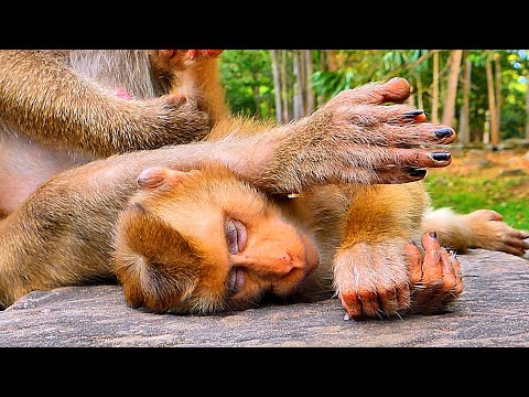 Perfectly..// Monkey Libby helping to grooms her beloved Monkey LEO is fall asleep.