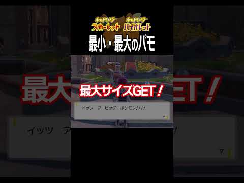 【大きさ比較】パモ編【ポケモンSV】#Shorts