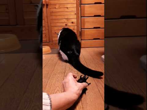 尻尾で探り見つけて押さえつけながらお食事をする猫#shorts