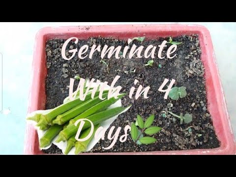 Okra(Bhindi)Seedling (winter vegetables) Germentation With in 4 Days