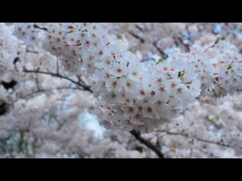 2018山形 霞城公園