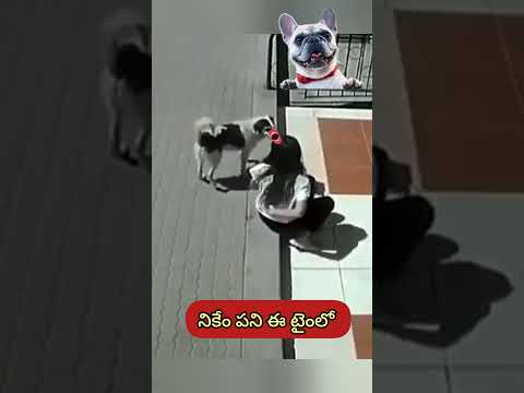 నికేం పని ఈ టైంలో🐕అని ఈ పప్పీ😆 #shorts #funnydog #ytshots