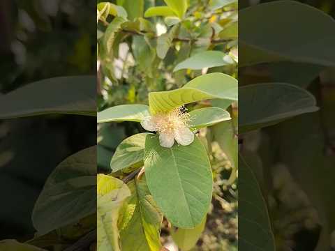 Flowers & Fruiting In Guava Plant 🍐🌱🤩 | #shortsvideo #shortsviral #shorts #guavafruits