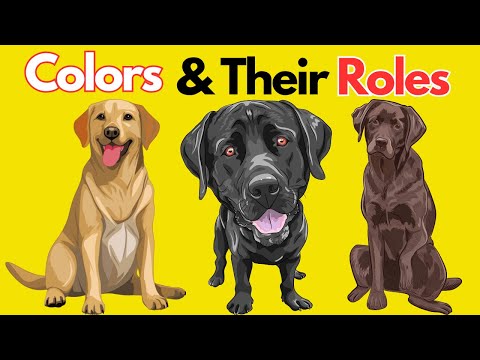 6 Labrador Colors & Their roles