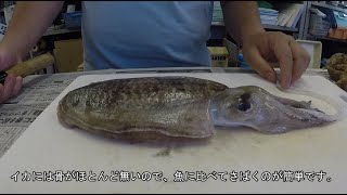 期間限定動画「魚のさばき方（コウイカ編）」