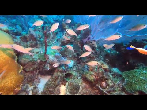 MORE DIVING IN THE CARIBBEAN SEA    A 90 MINUTE UNDERWATER RELAXATION VIDEO