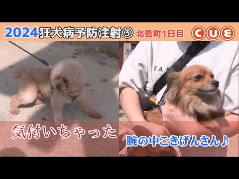 2024狂犬病予防注射　北島町でひっそり行われたワンコたちの戦い③