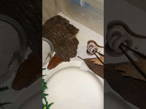 Cute snake feeding