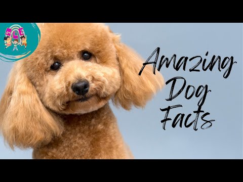 Doggy Discovery: Amazing Facts About Dogs for Curious Kids!