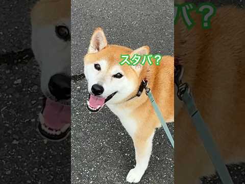 「スタバ」と言う言葉を知ってる柴犬