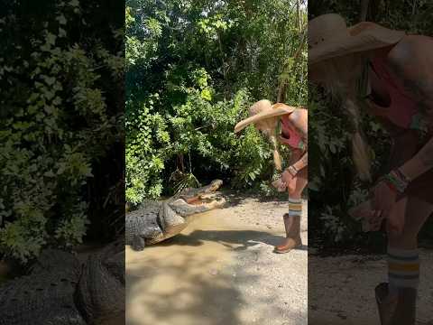 Mayhem the Rescue Alligator! #youtubeshorts #alligator #rescue