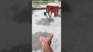 pigeon training #pigeons #reaction #publicreaction #kabutar #pigeonshorts #trendingshorts