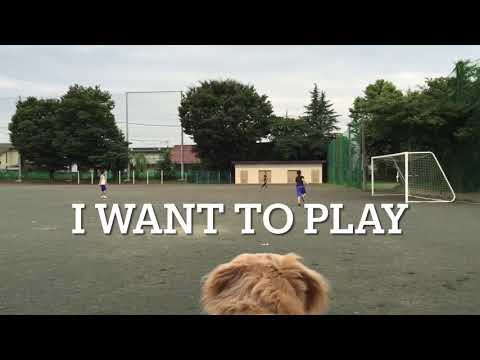 Golden Retriever playing soccer with HOOMANS