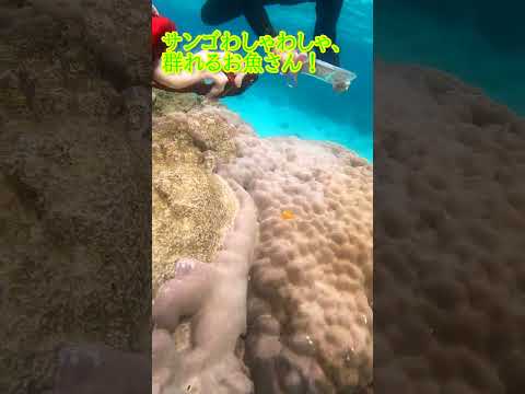 【石垣島】浅瀬シュノーケリングだからもうすぐ目の前！11月12日ツアー動画