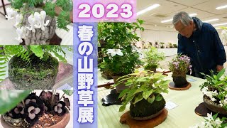 【箕面山野草の会】2023年「春の山野草展」魅力がわかる作品10点を紹介【山野草】