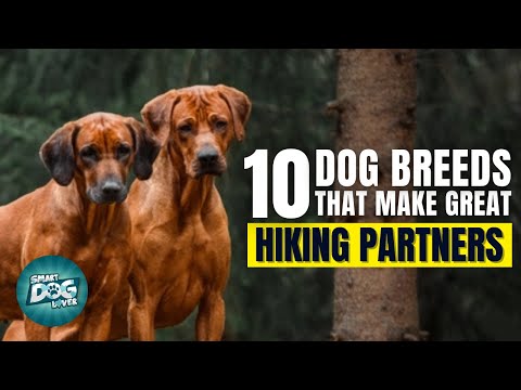 Top 10 Dog Breeds That Make Great Hiking Partners