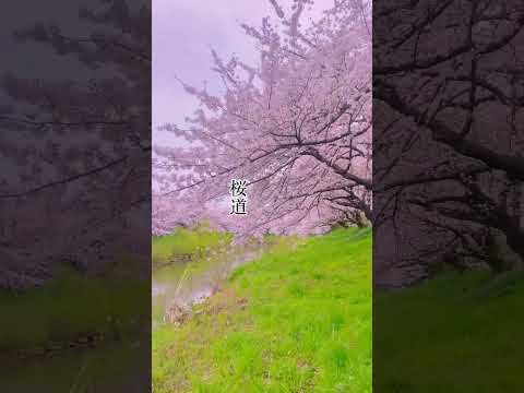 はじめてこの場所にきた。#秋田県 #旅行 #東北 #さくら #桜 太平川