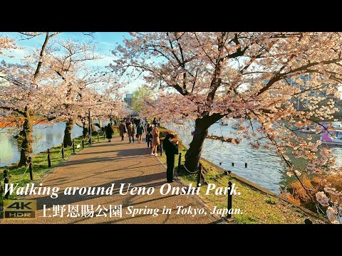 【東京】春の上野恩賜公園散策 Walking around Ueno Onshi Park.  Spring in Tokyo, Japan.【上野】【4k】