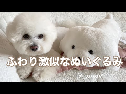 ふわり激似なぬいぐるみ　-ビションフリーゼ犬-