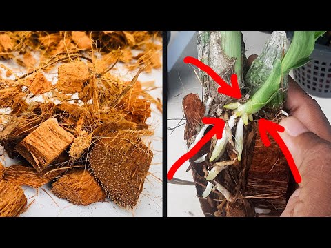 Orchid Rescue / Orchid Care / Learn Gardening