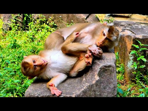 So Cool../// Monkey LEO Help grooming by loving to his Mom while Libby is sleeping on the rock alone