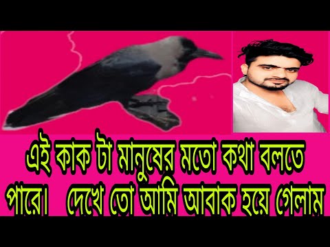 এই কাক টা মানুষের মতো কথা বলতে পারে।   দেখে তো আমি আবাক হয়ে গেলাম