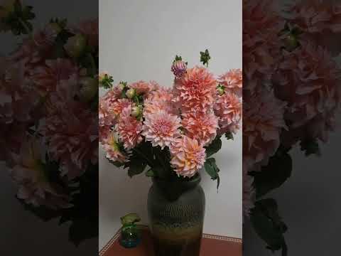 #长在心上的大丽花#flowers