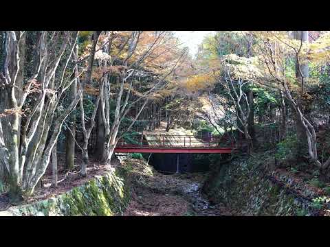 びるさん 三千院　落葉