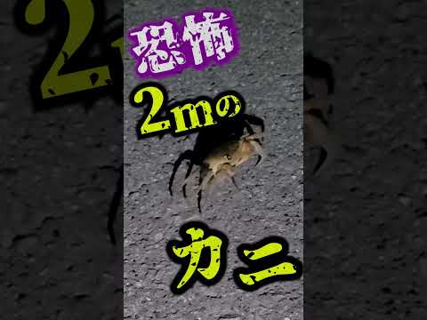 【恐怖】2mのカニ