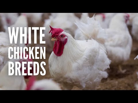 15 White Chicken Breeds to Add to Your Flock