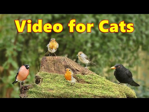 Videos for Cats ~ Birds on The Little Volcano ⭐ 8 HOURS ⭐ Cat TV