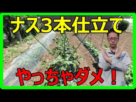 【超簡単！】ナスの仕立て方！3本仕立てではない方法を教えます！