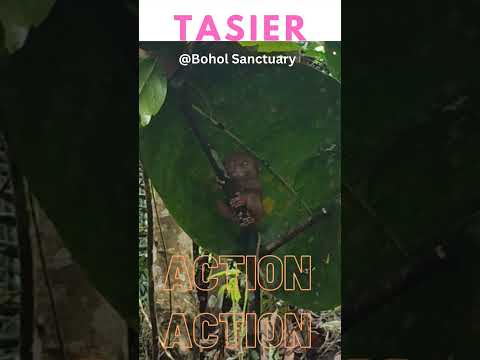 Fun Facts about Smallest Primate - Tasier seen at Bohol [ASMR] 手掌般大眼镜猴 薄荷岛