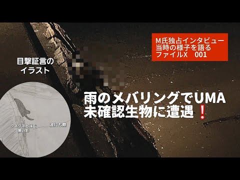 雨のメバリングでUMA未確認生物に遭遇❕スマホ撮影に成功　謎の水棲生物の正体とは⁉️