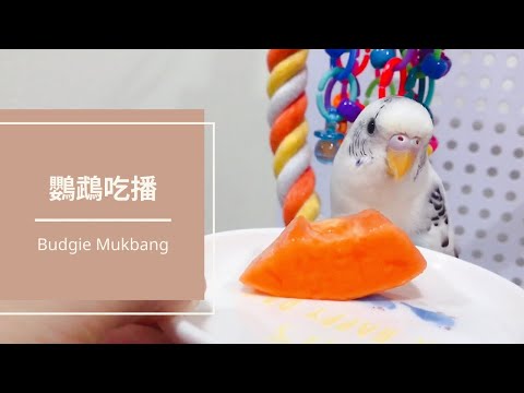 18｜鸚鵡吃播｜拒絕木瓜的叮叮｜虎皮鸚鵡 Budgie Vlog