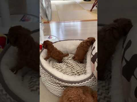 Too cute! Sister puppy #1 【toy poodle】