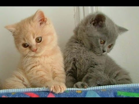 Animal Planet  :  Cats 101 ~ British Shorthair